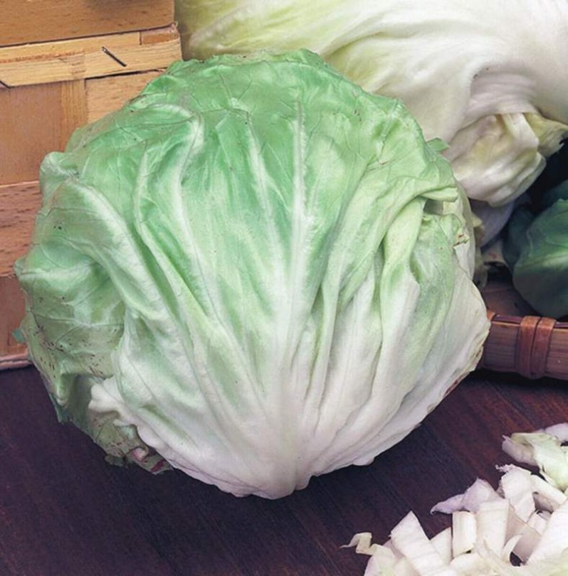 Chioggiai fehér cikóriasaláta - Igazi saláta különlegességek az Egzotikus Növények Stúdiója kínálatából
